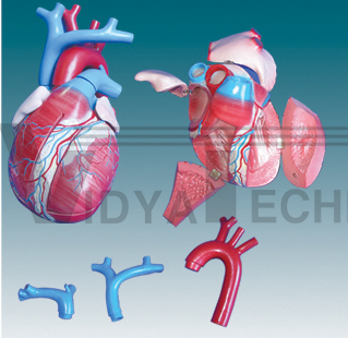 The expansion model of heart